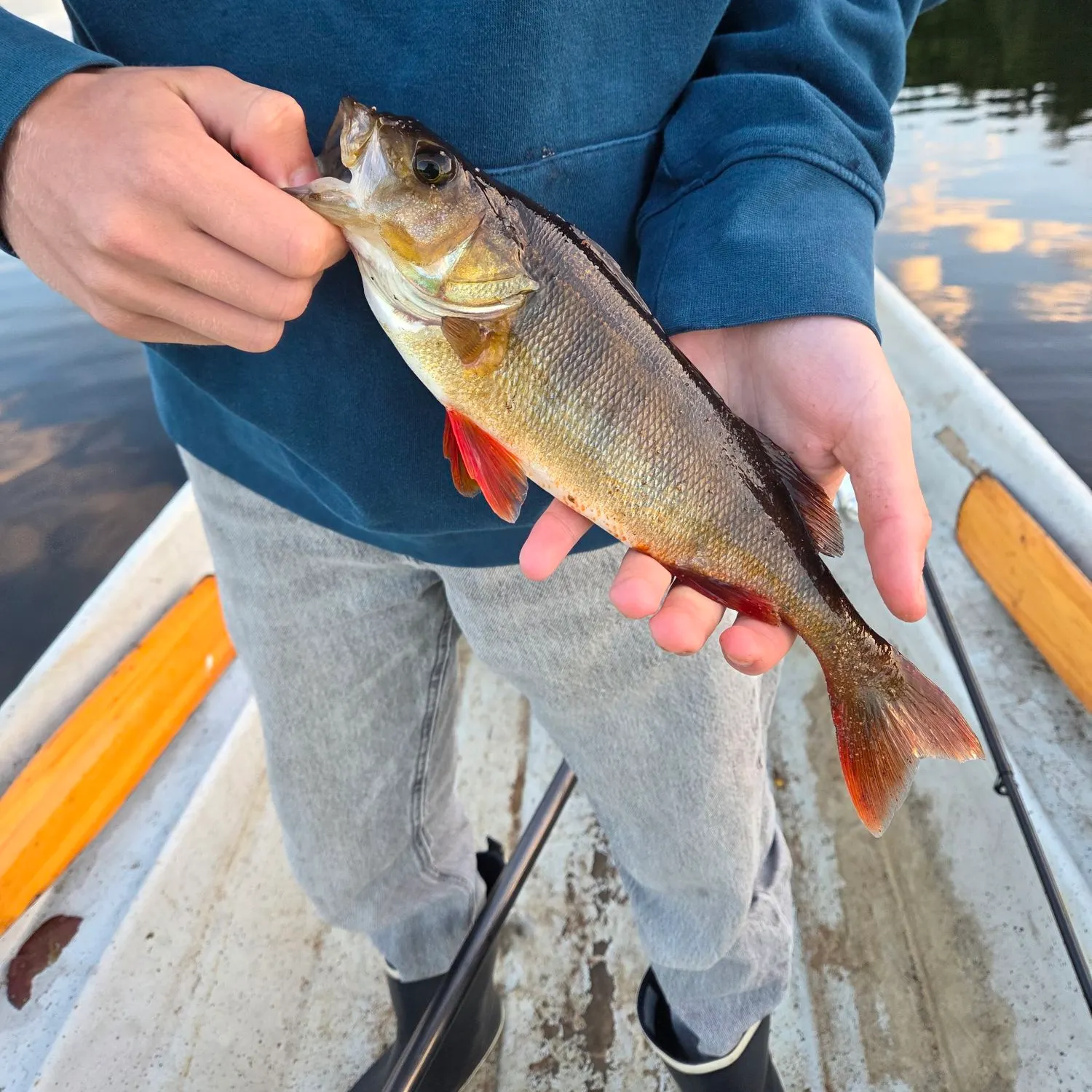 European perch caught on Fishbrain