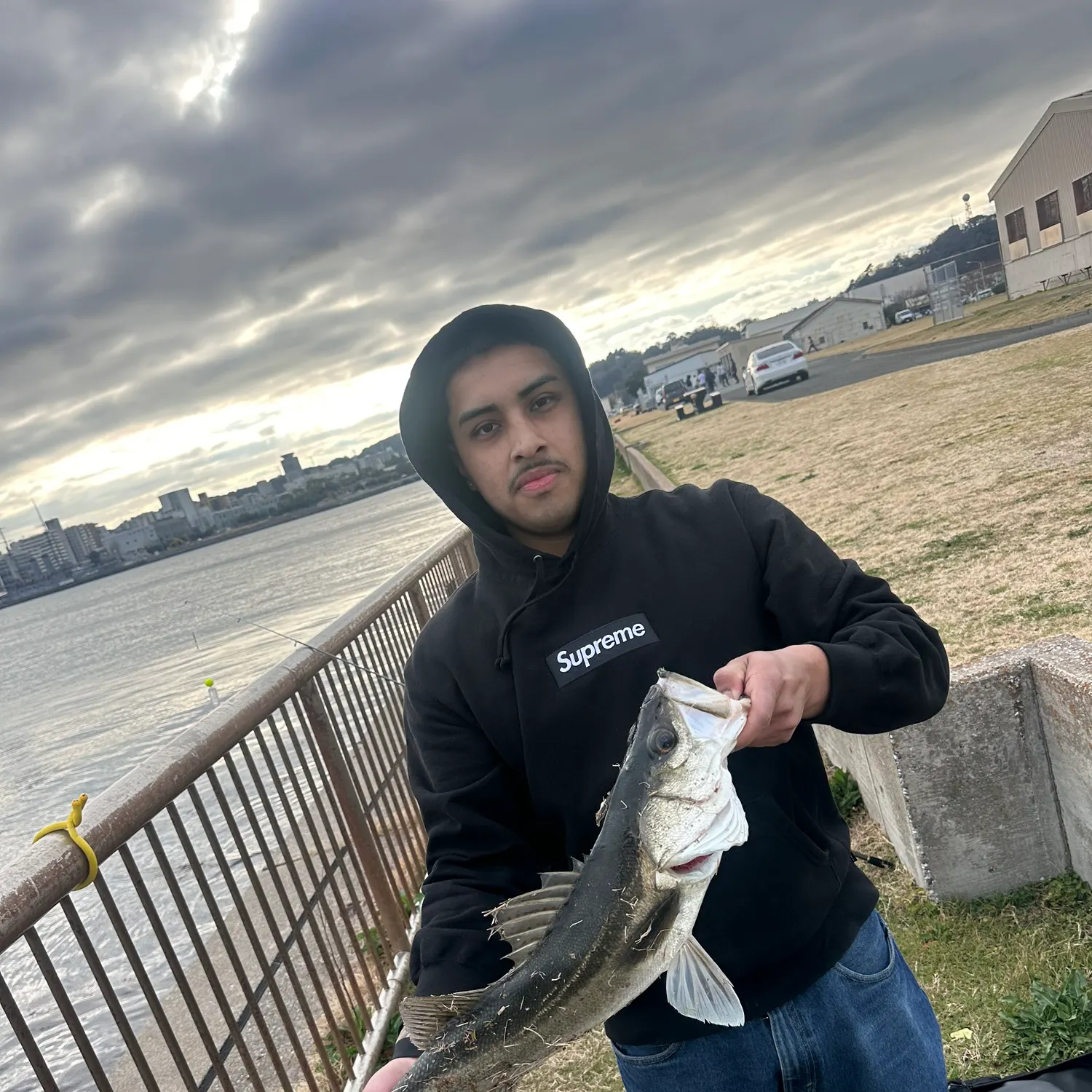 The most recent Japanese seabass catches on Fishbrain