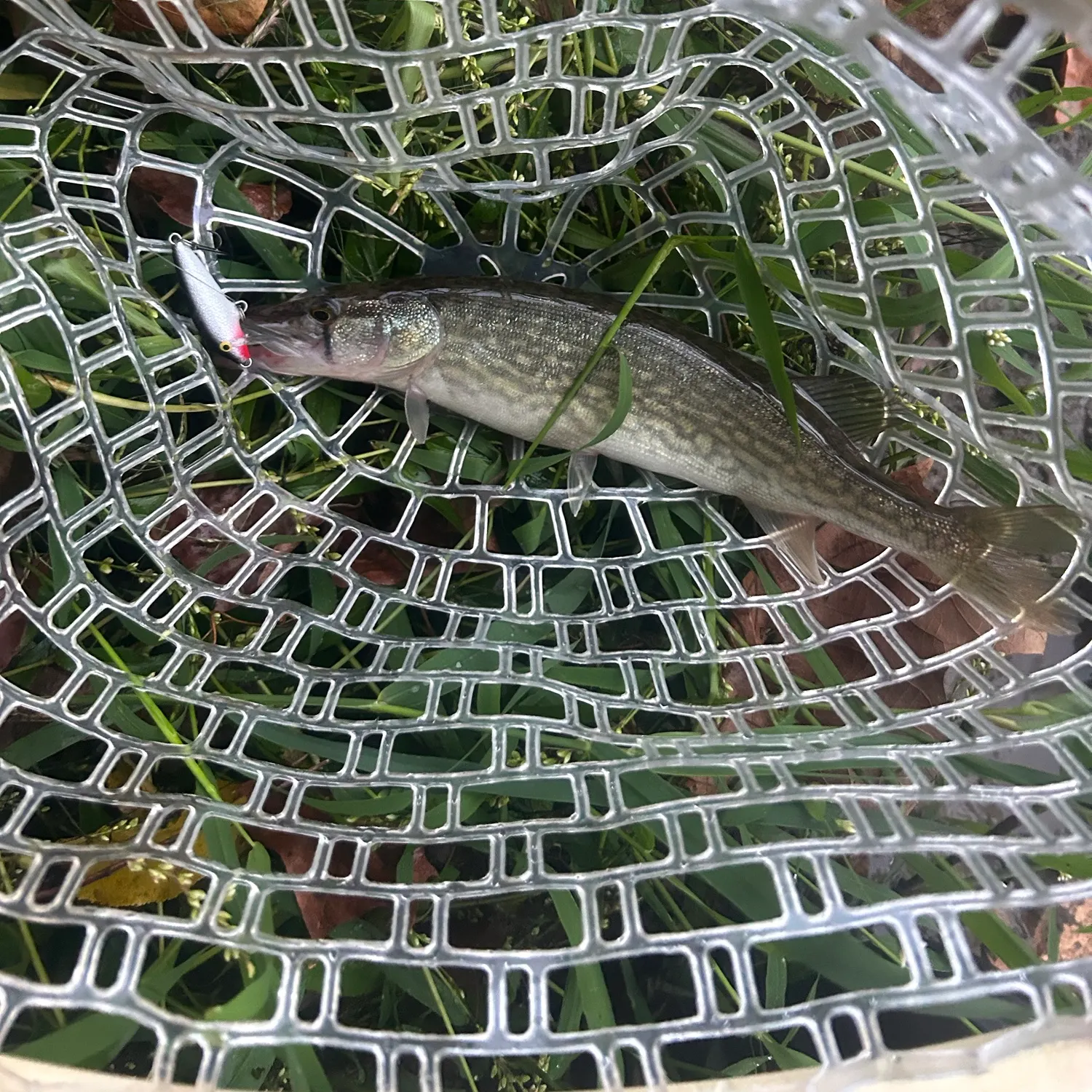 Chain pickerel caught on Fishbrain