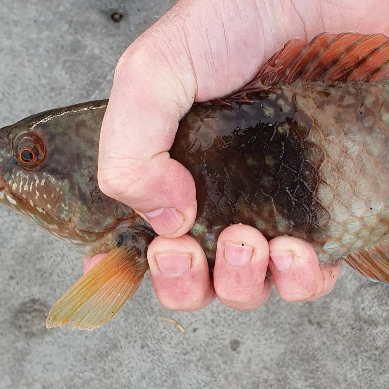 The most recent Blue-throated wrasse catches on Fishbrain