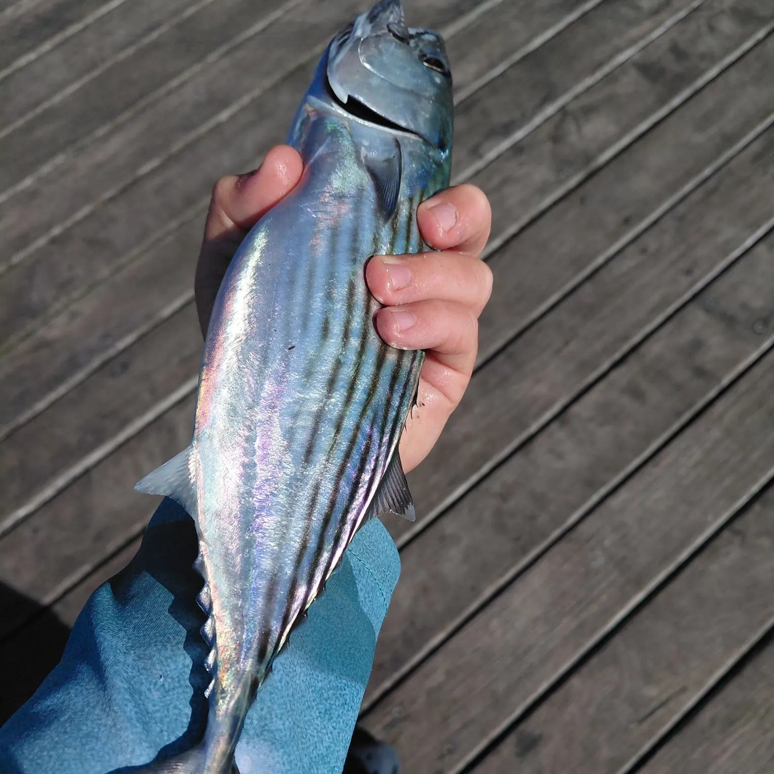 The most recent Australian bonito catches on Fishbrain