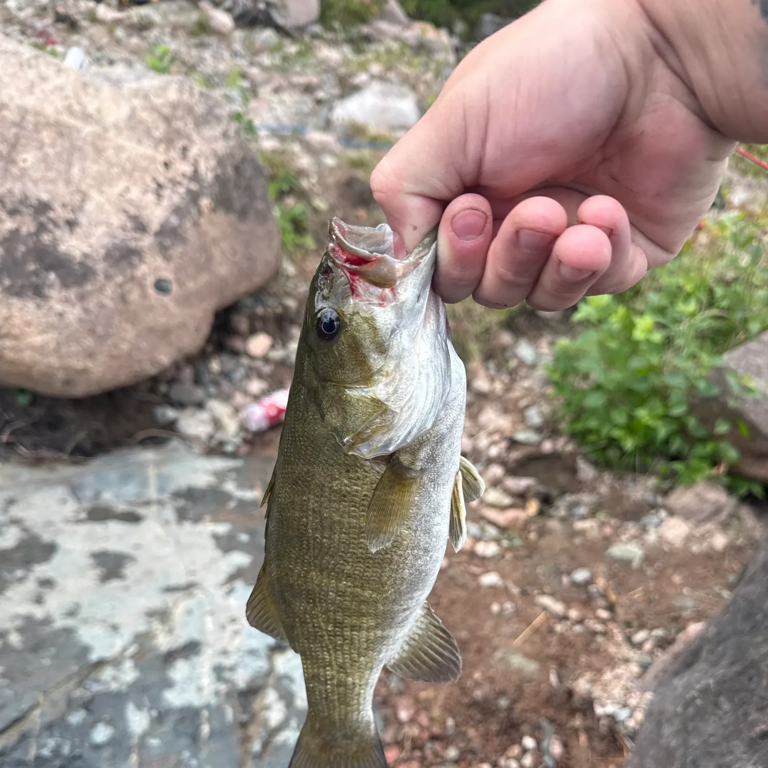 Smallmouth bass caught on Fishbrain