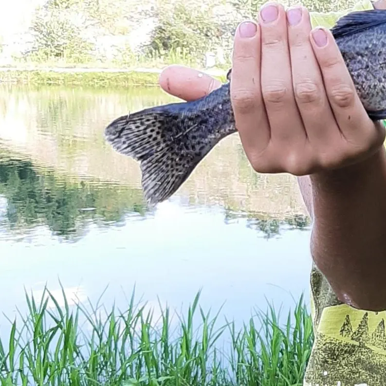 Rainbow trout caught on Fishbrain