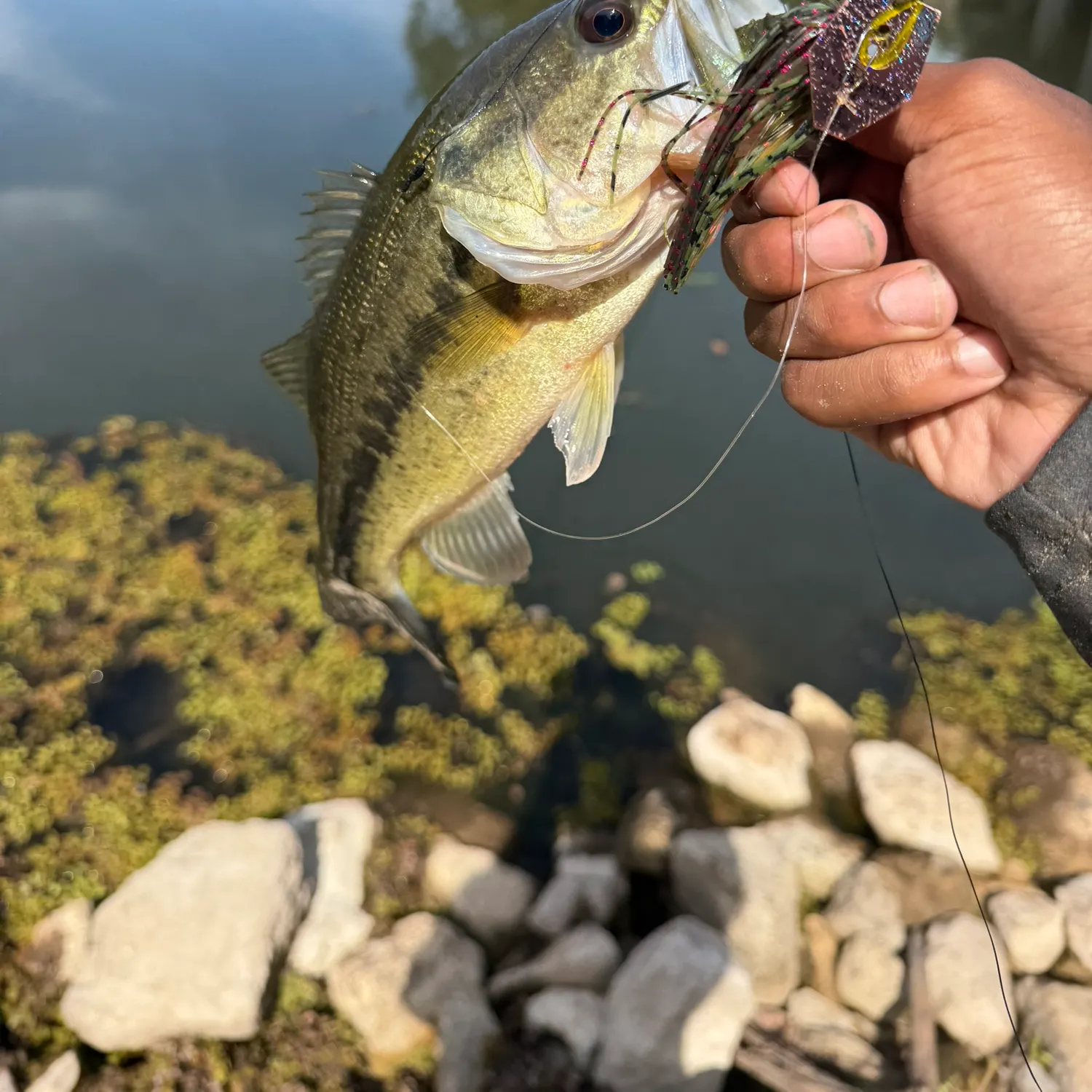 Spotted bass caught on Fishbrain