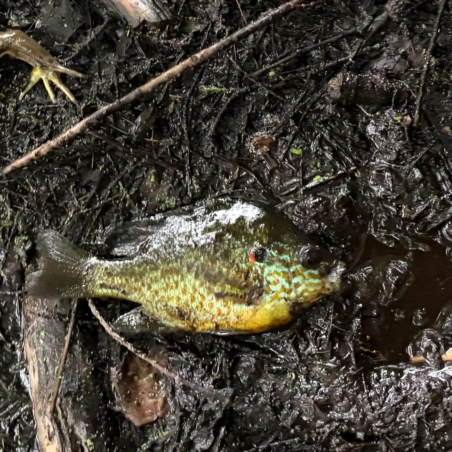 Pumpkinseed caught on Fishbrain