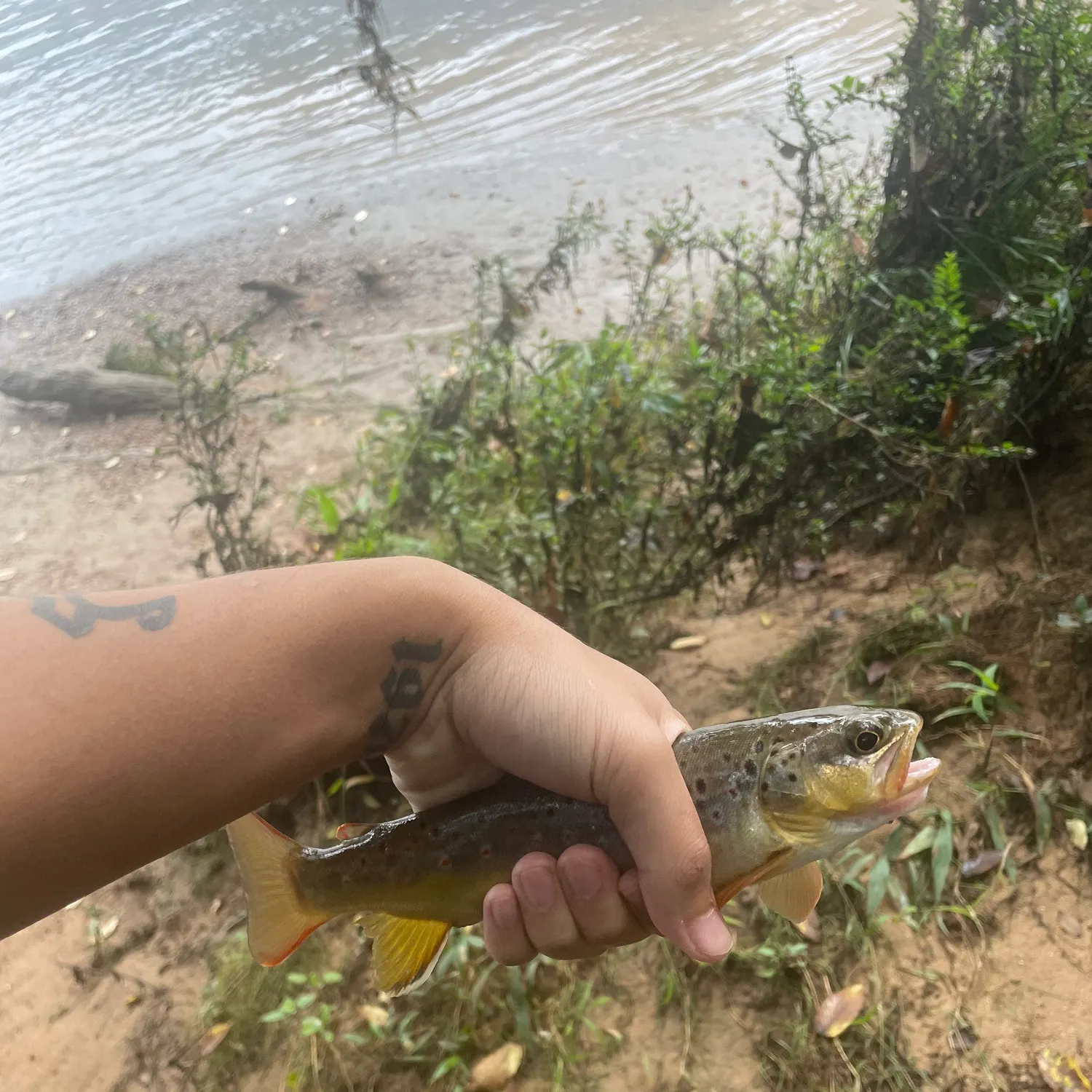 Brown trout caught on Fishbrain