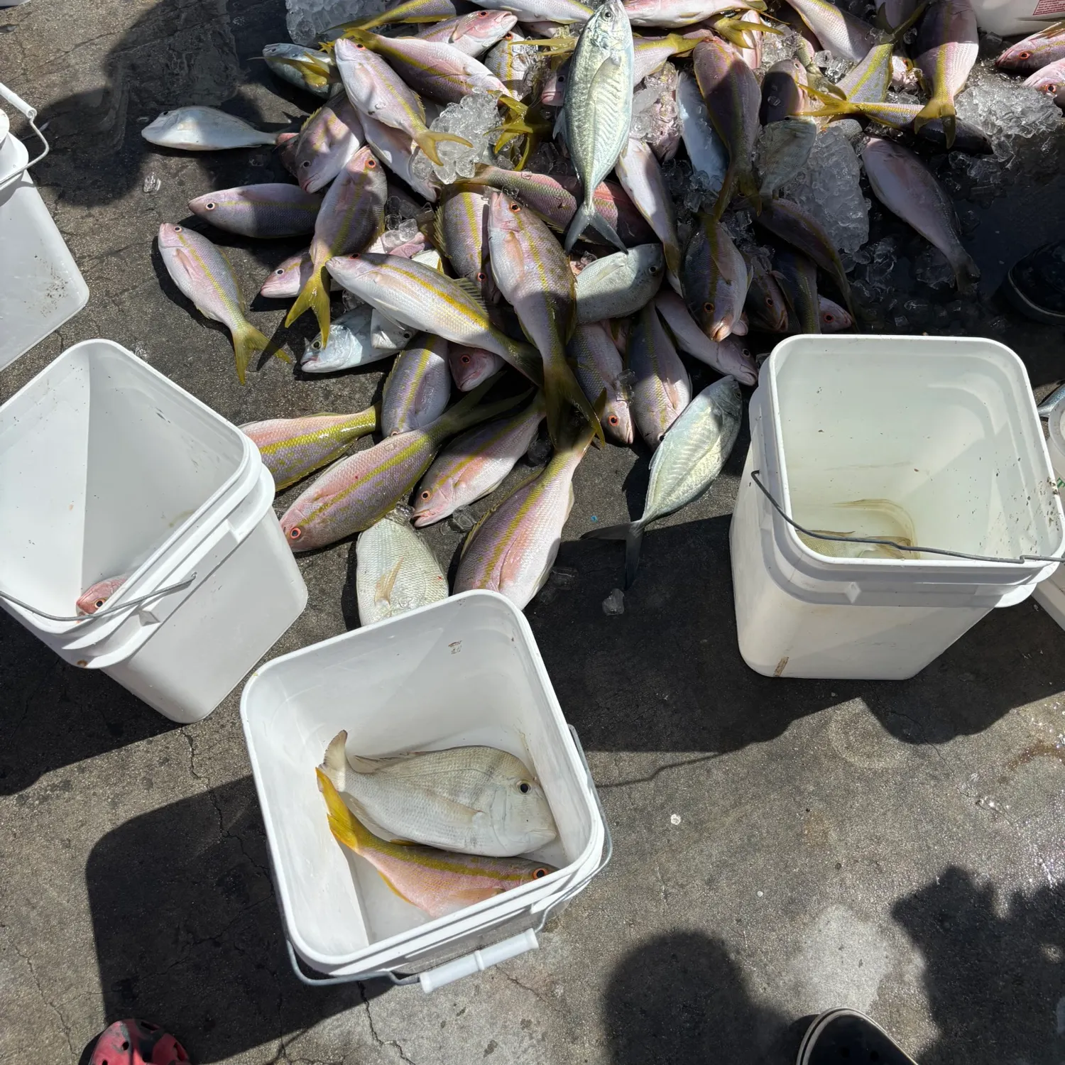 The most recent Yellowtail snapper catches on Fishbrain