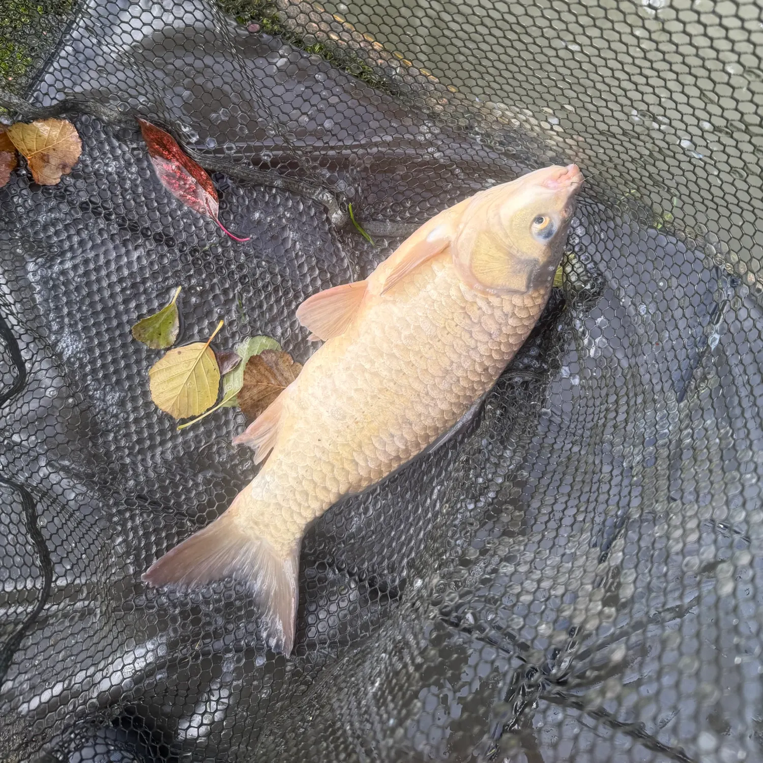 Crucian carp caught on Fishbrain