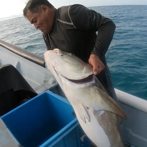 Cobia caught on Fishbrain
