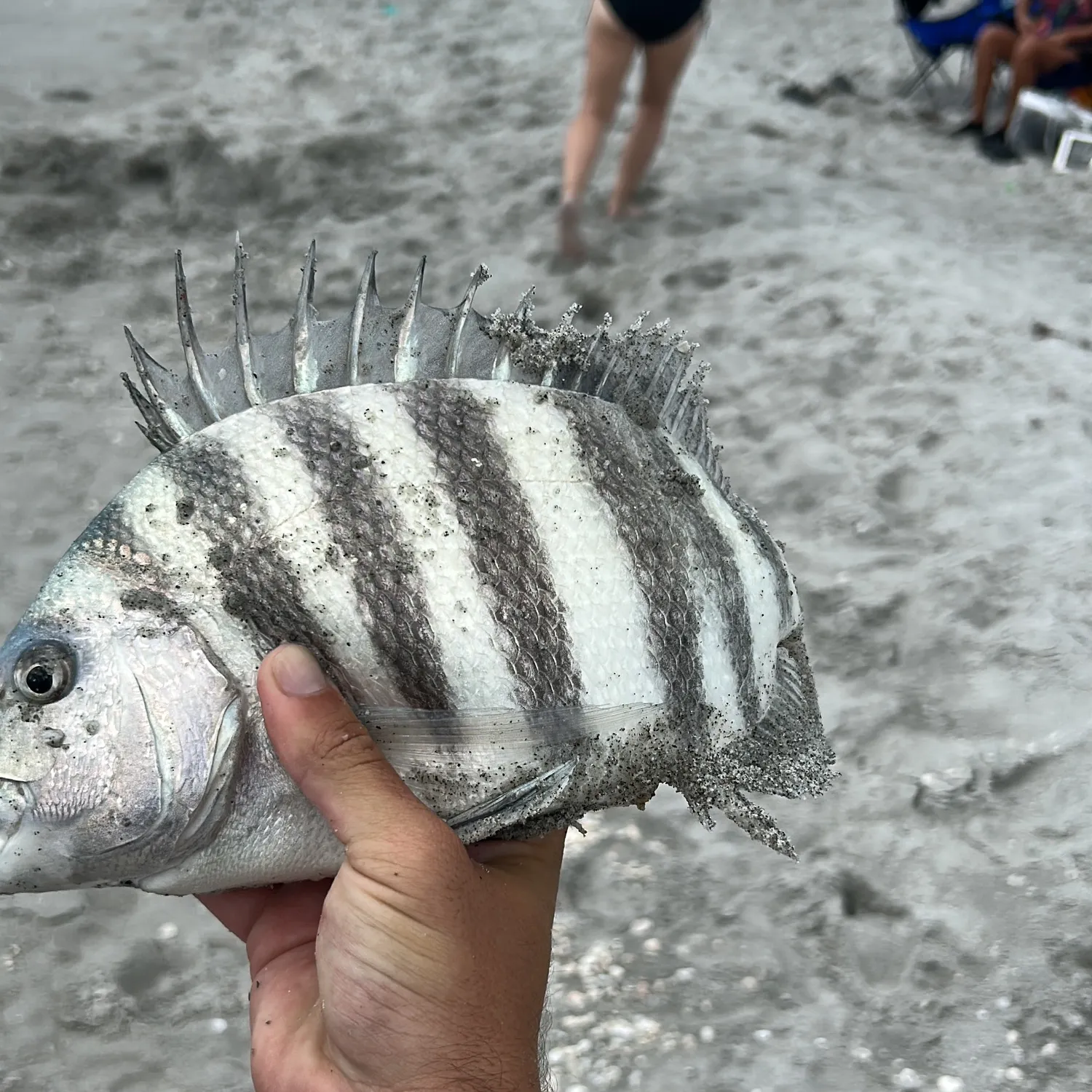 The most recent Sheepshead catches on Fishbrain