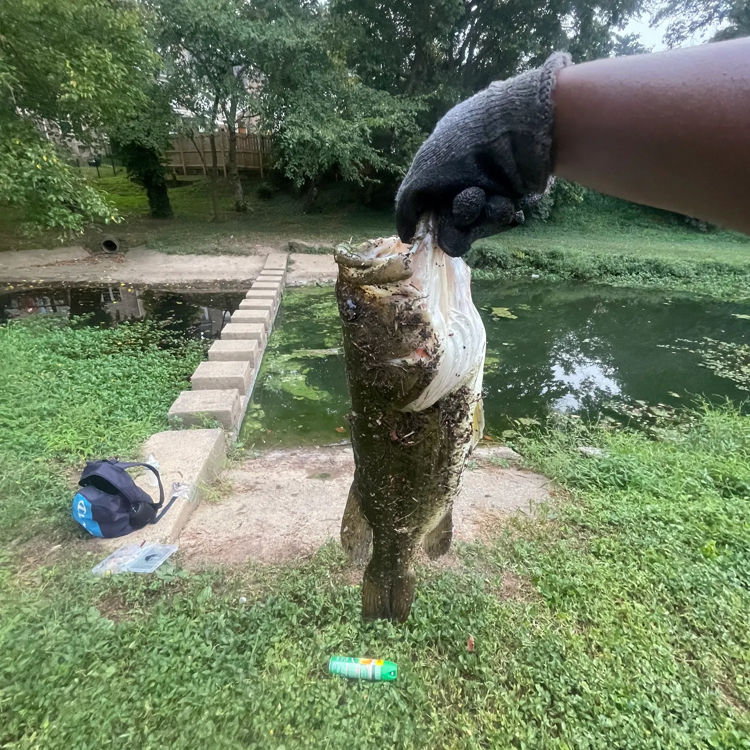 Largemouth bass caught on Fishbrain