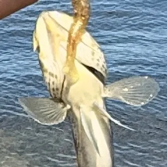 Fish caught on Fishbrain
