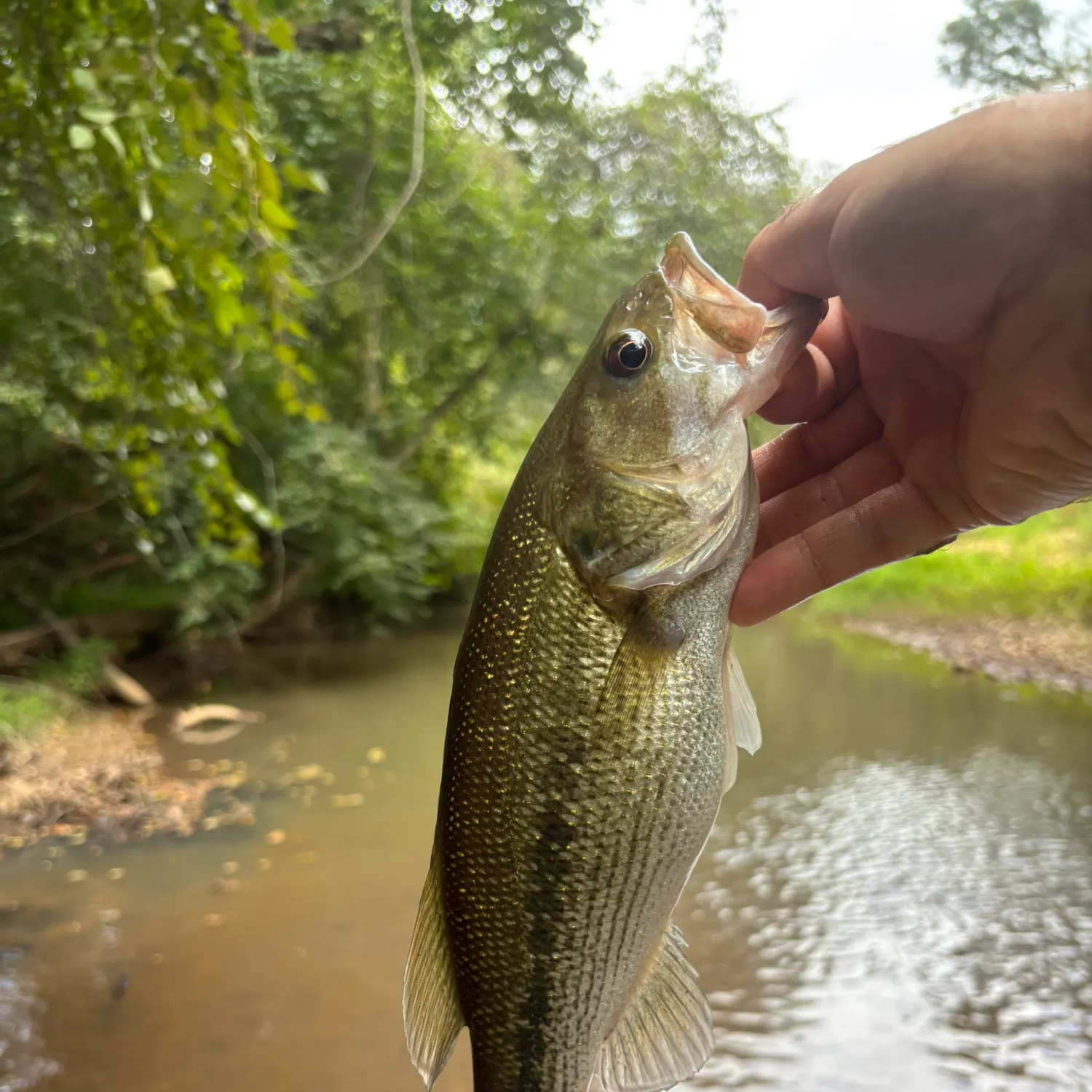 Spotted bass caught on Fishbrain