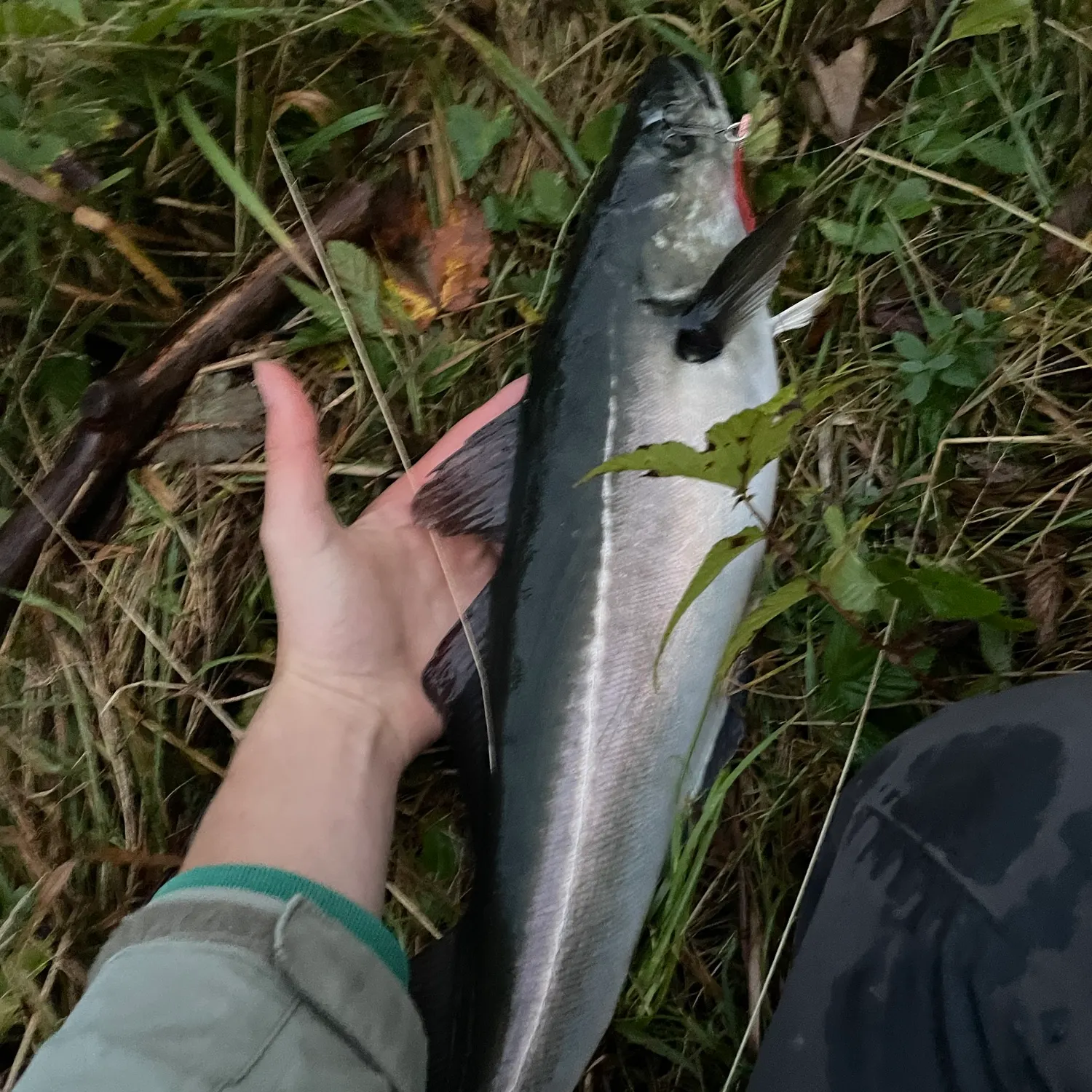 Atlantic pollock caught on Fishbrain