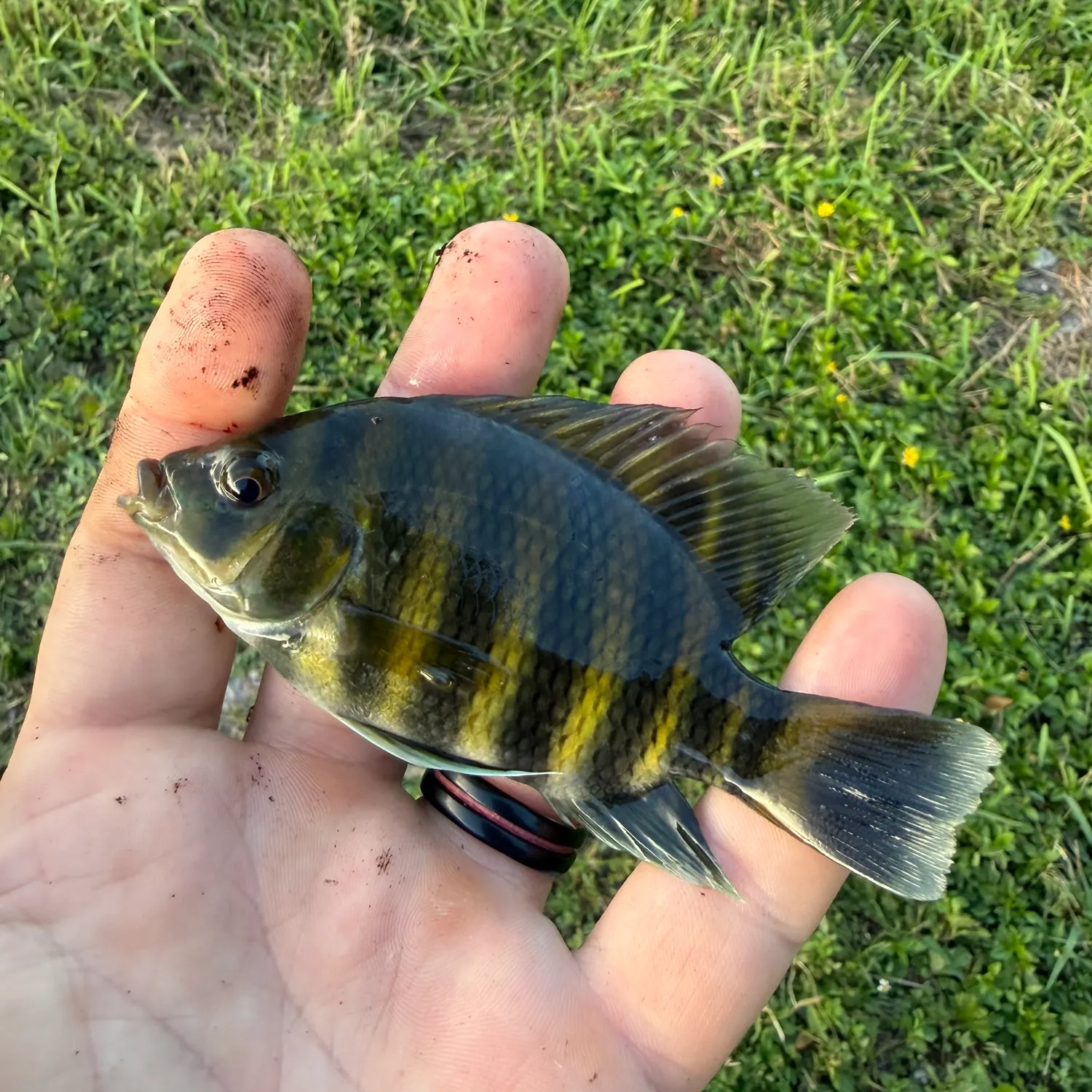 The most recent Zebra tilapia catches on Fishbrain