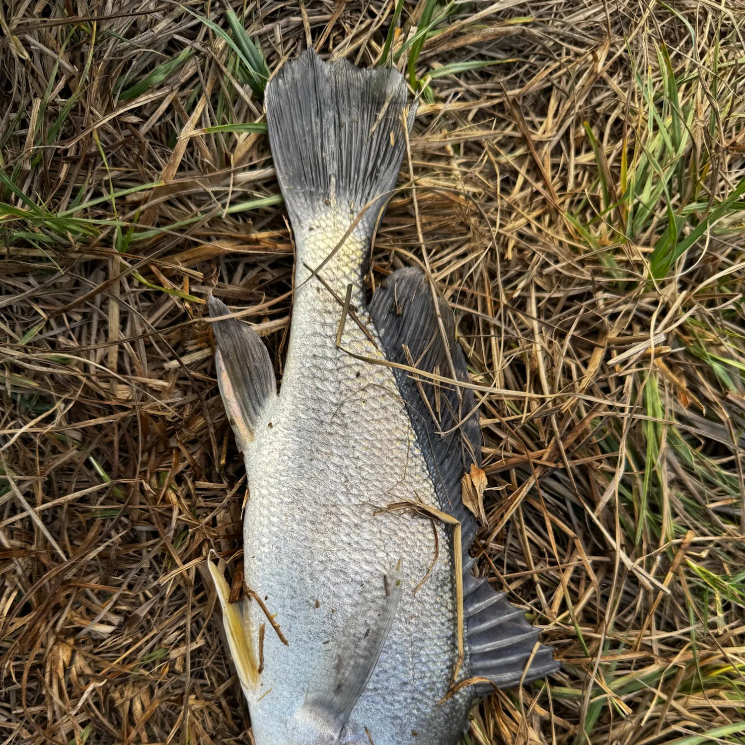 Freshwater drum caught on Fishbrain