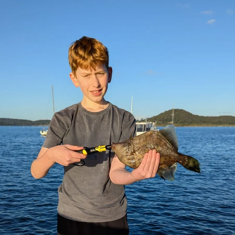 The most recent Fan-bellied leatherjacket catches on Fishbrain