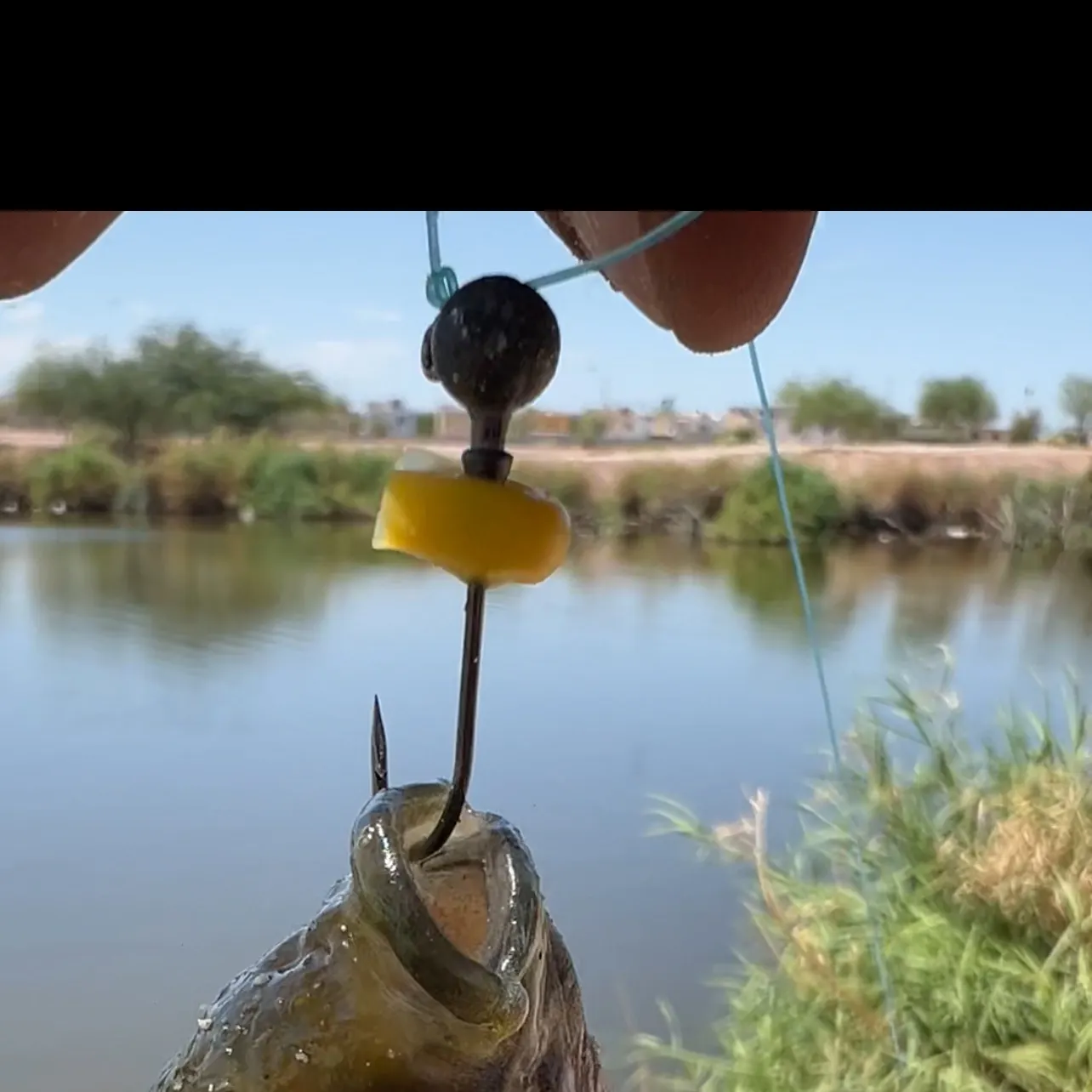 The most recent Redbreast tilapia catches on Fishbrain
