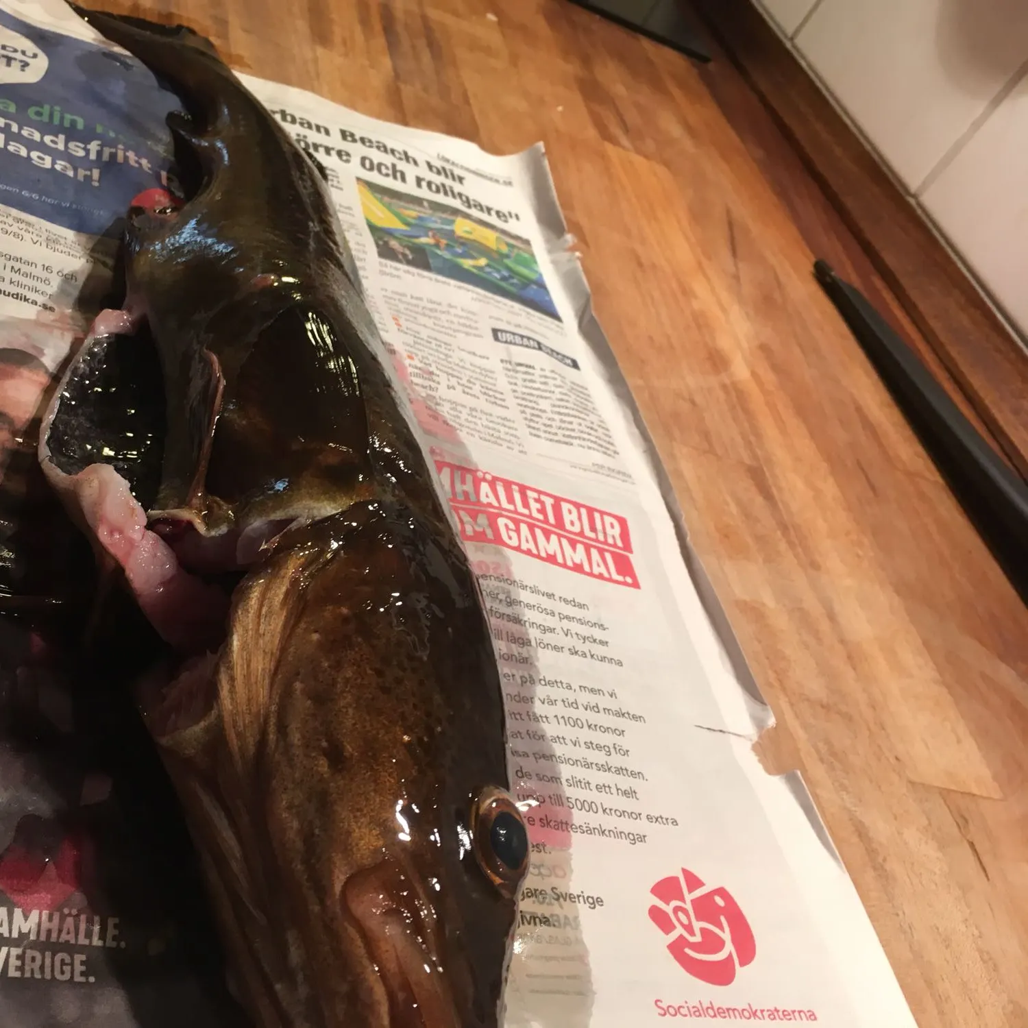 recently logged catches