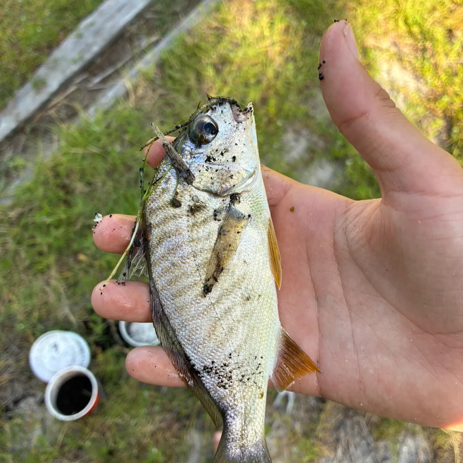 Spot croaker caught on Fishbrain