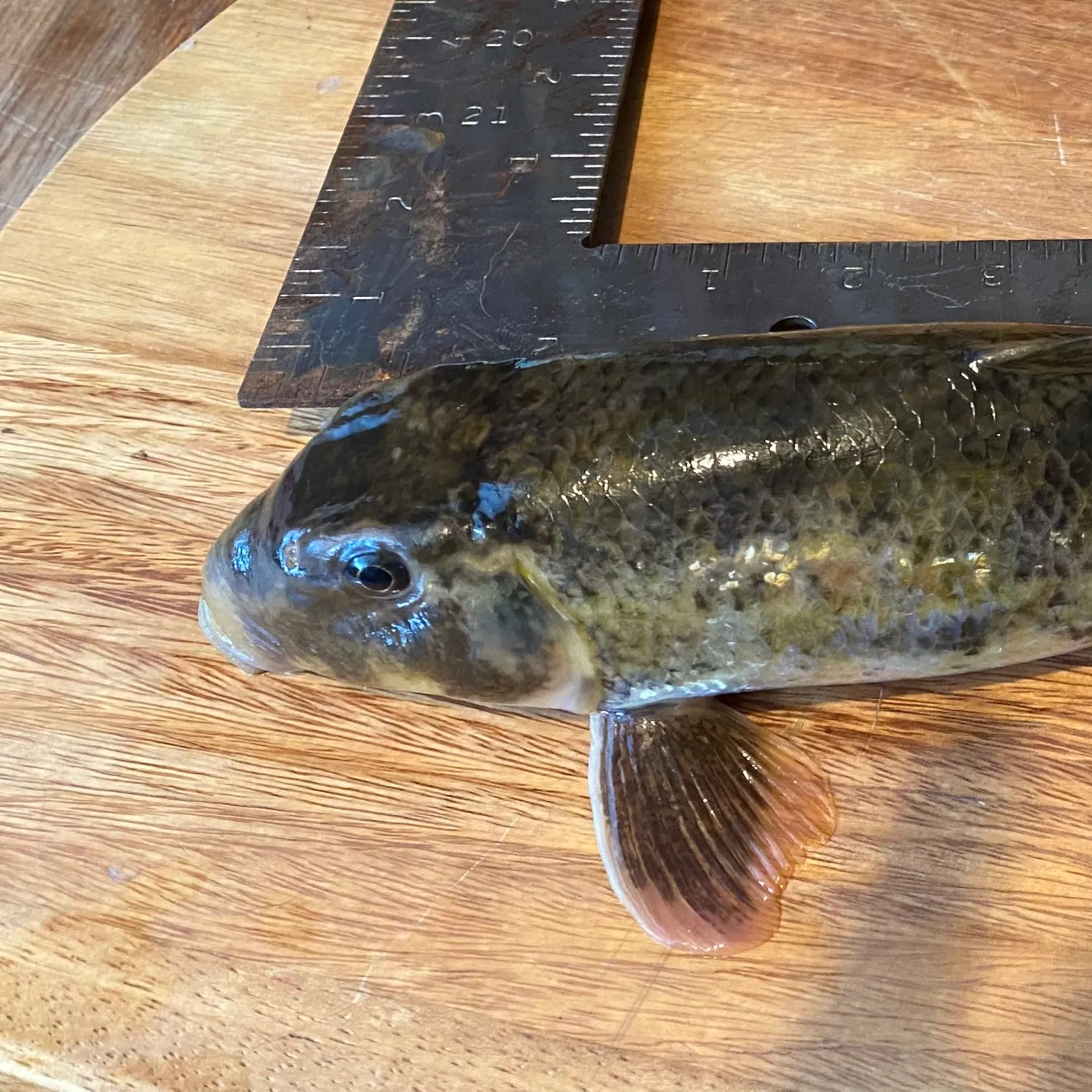 Northern hogsucker caught on Fishbrain