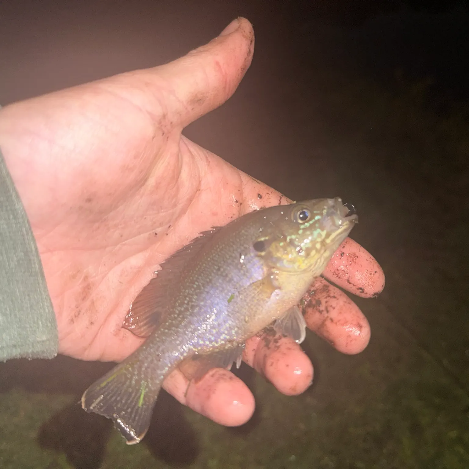 The most recent Green sunfish catches on Fishbrain