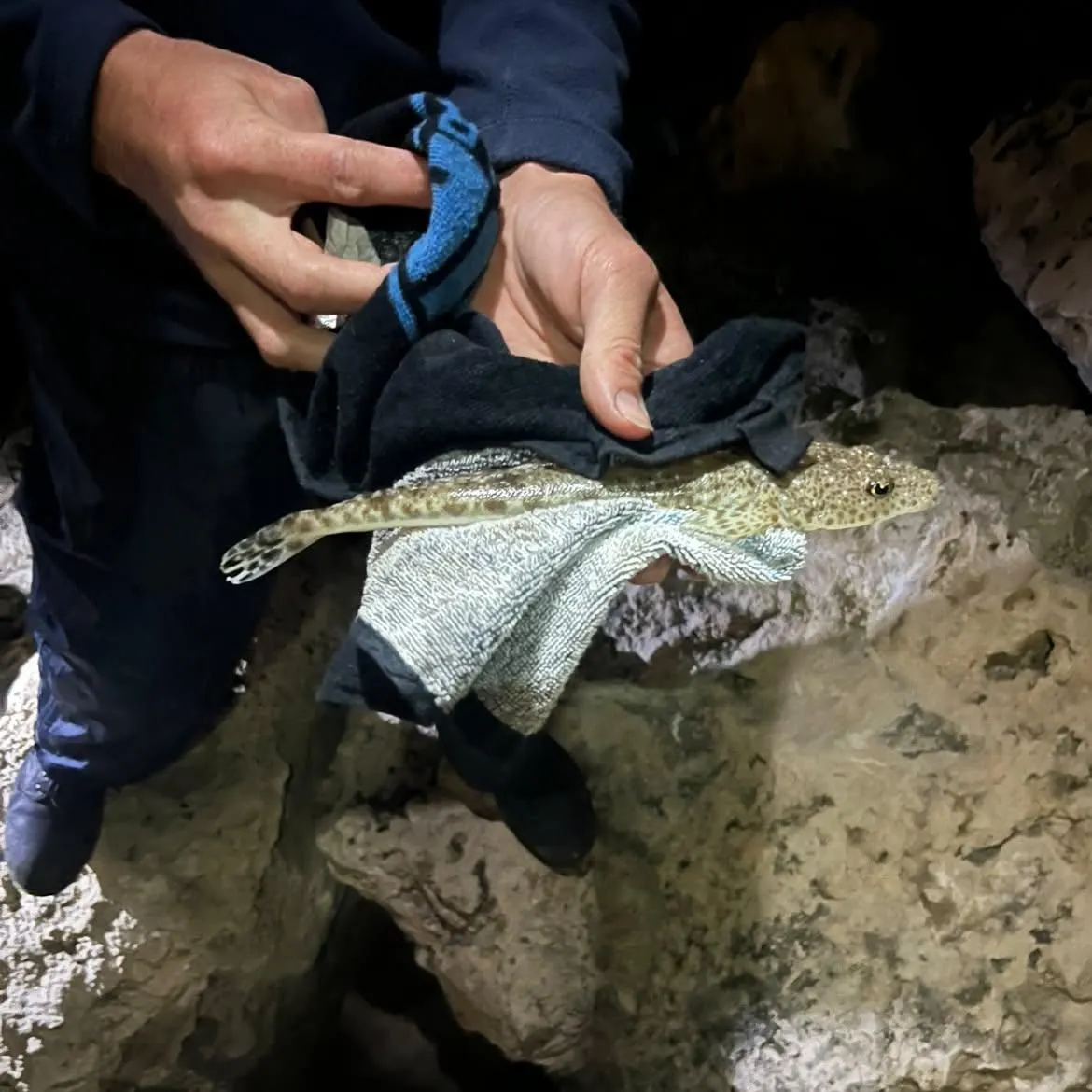 Bartail flathead caught on Fishbrain