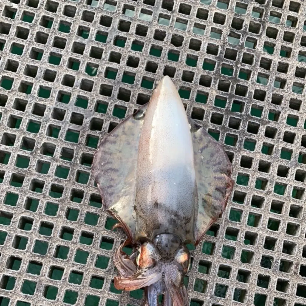 The most recent Southern calamari catches on Fishbrain