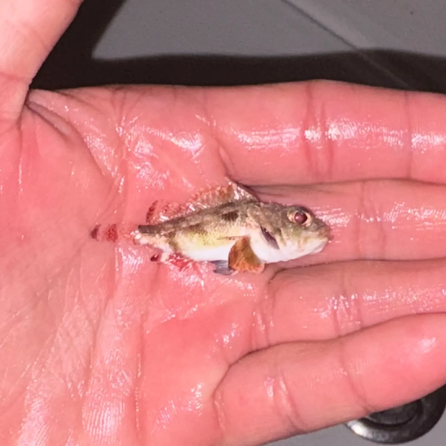 The most recent Spotted scorpionfish catches on Fishbrain