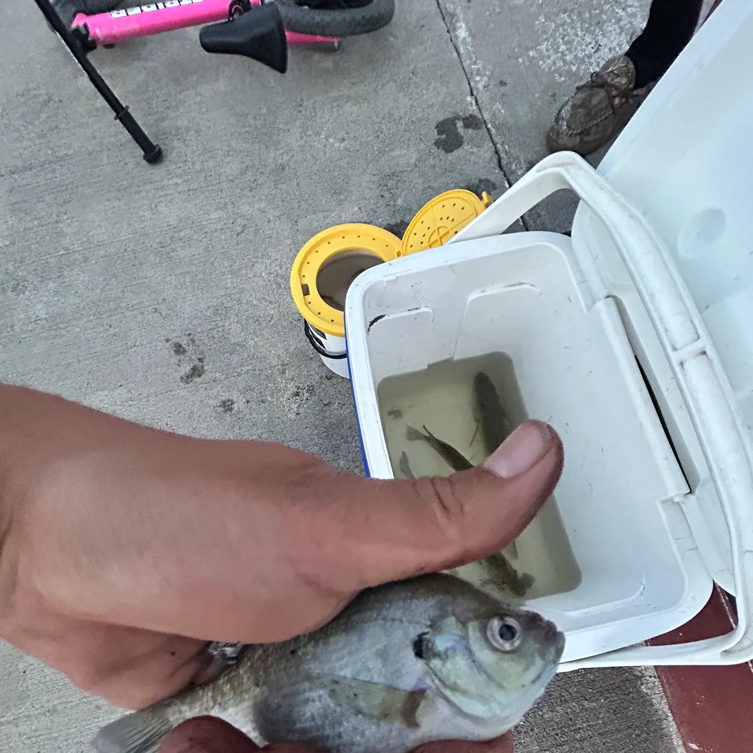 recently logged catches