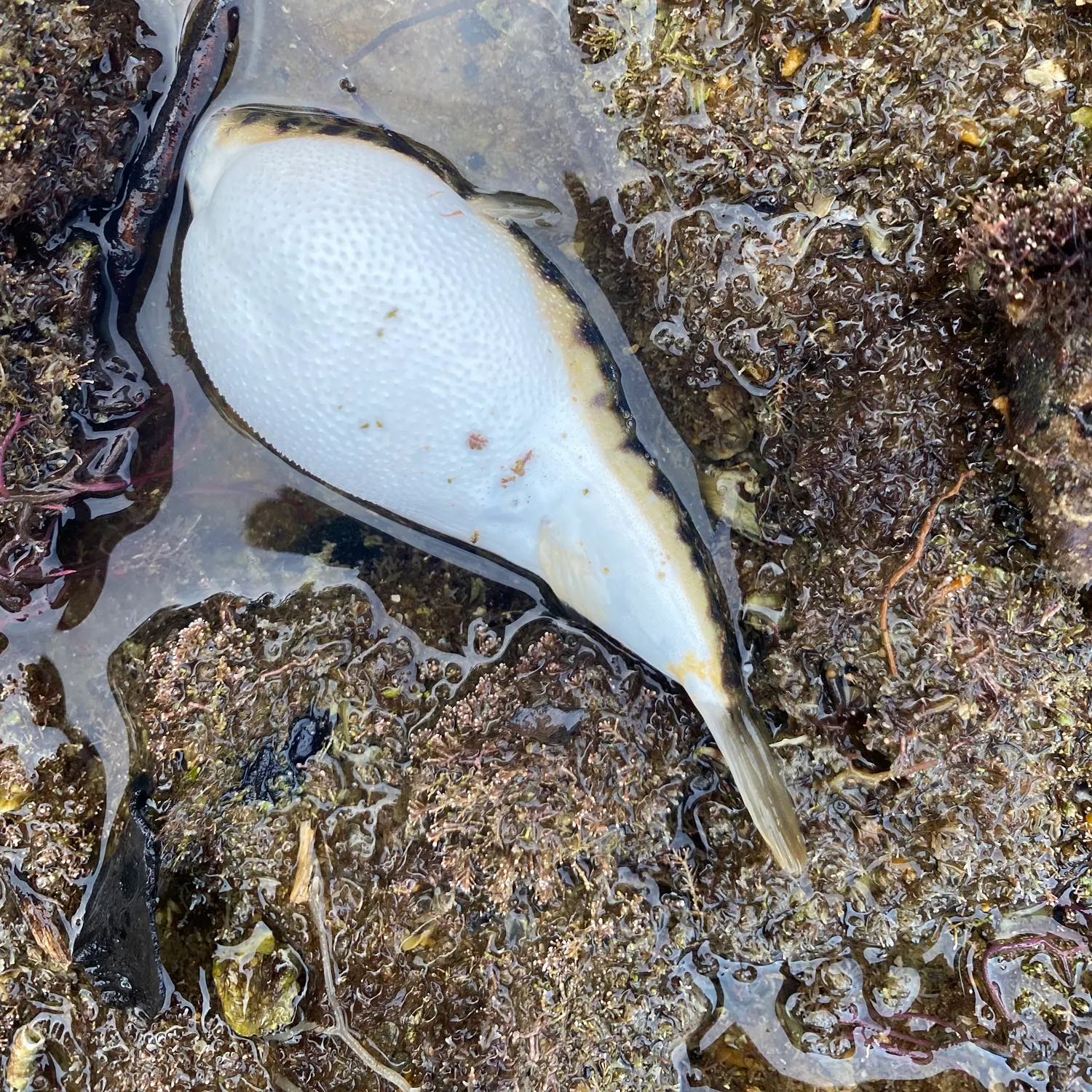 The most recent Smooth toadfish catches on Fishbrain