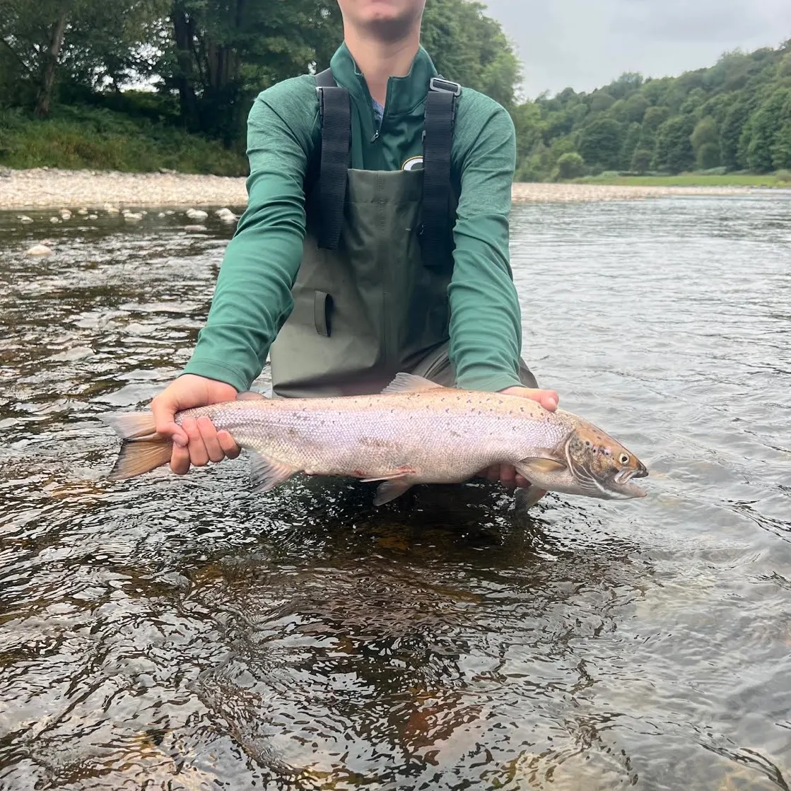The most recent Atlantic salmon catches on Fishbrain