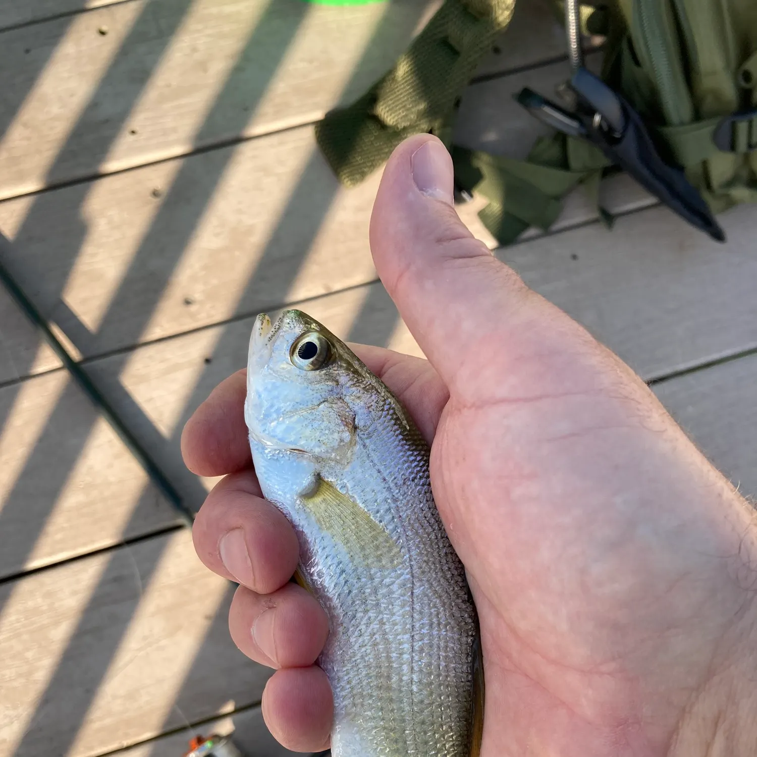 catch