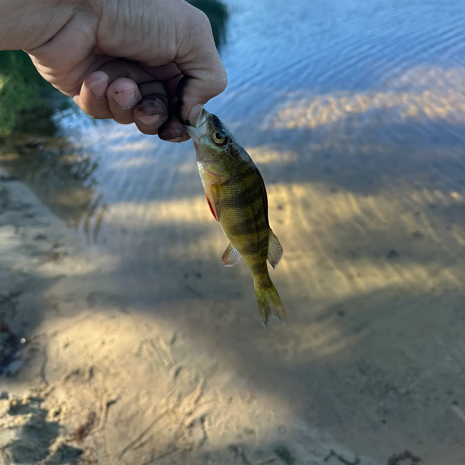 Yellow perch caught on Fishbrain