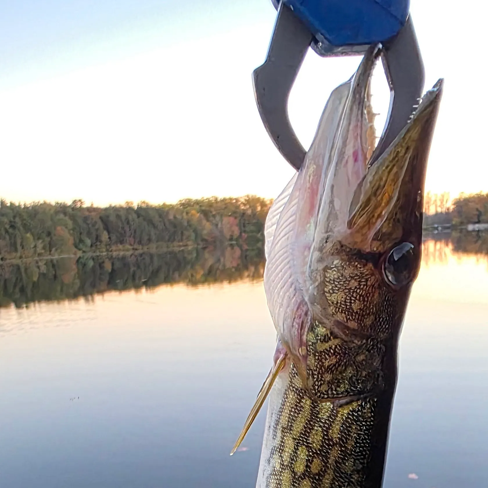 Chain pickerel caught on Fishbrain