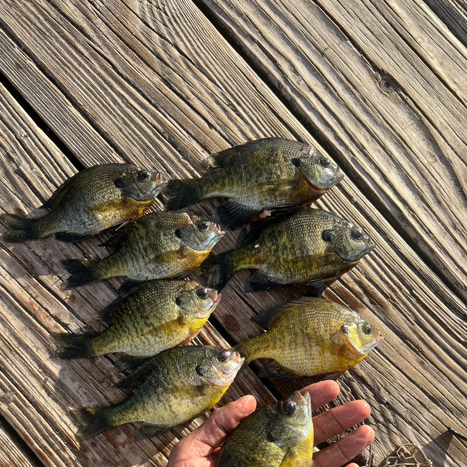 recently logged catches