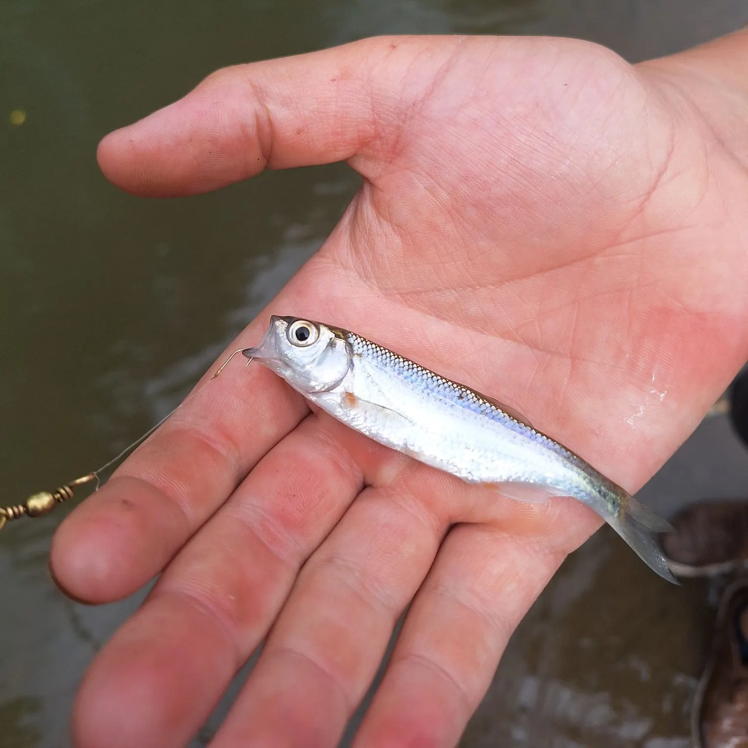 European chub caught on Fishbrain