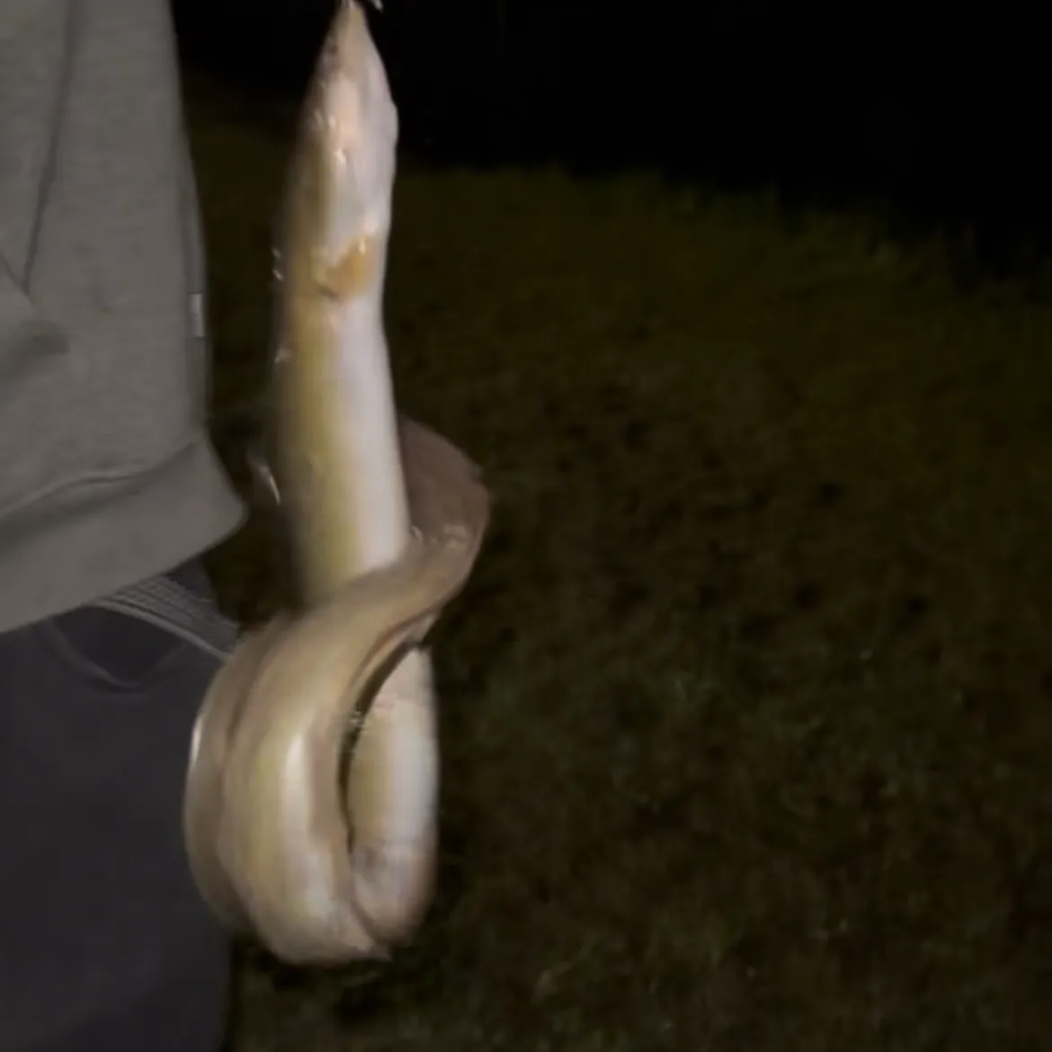 American eel caught on Fishbrain