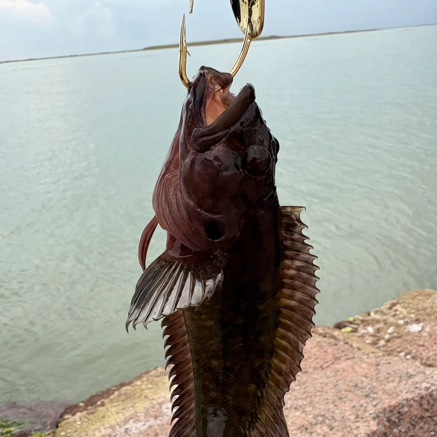 The most recent Hairy blenny catches on Fishbrain