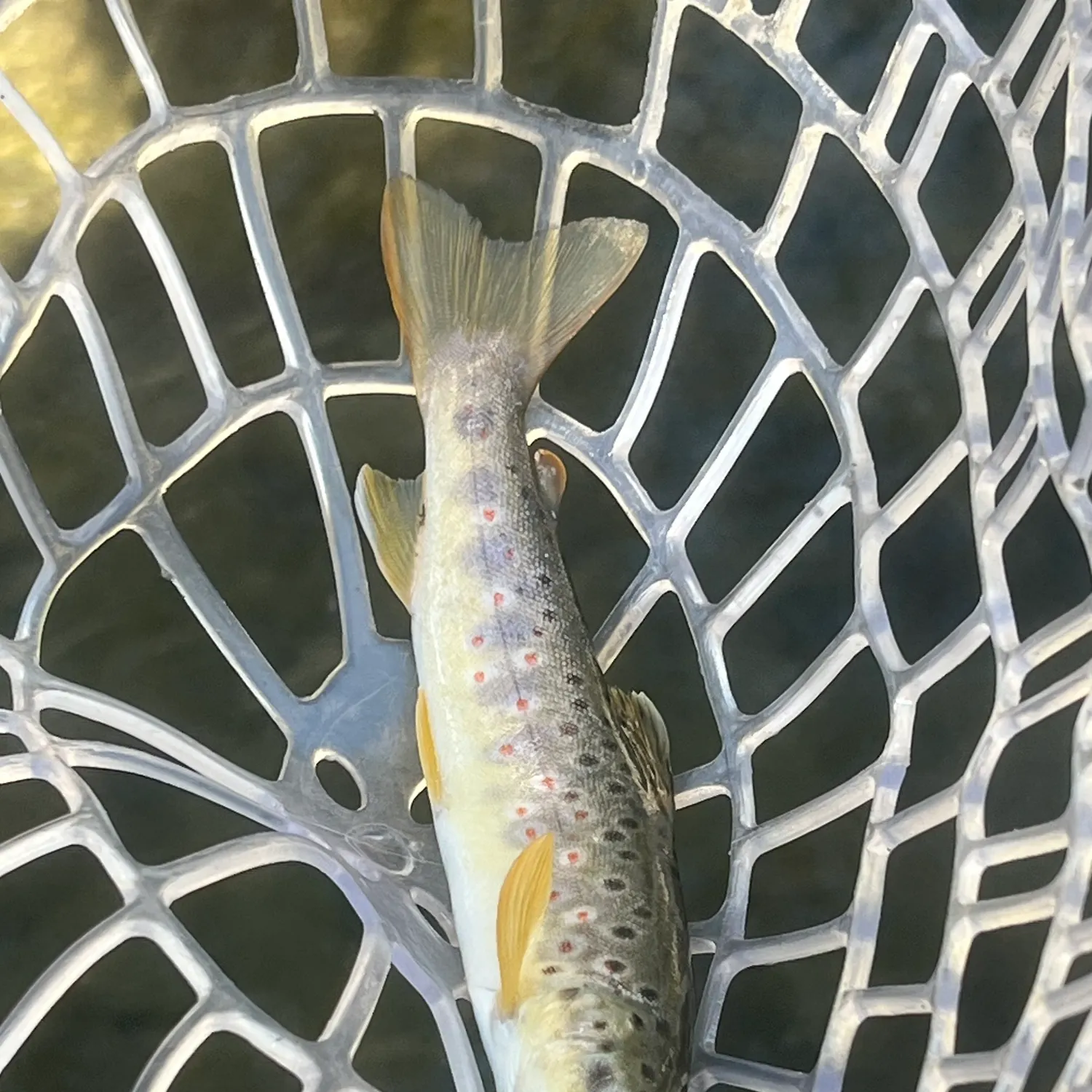 Brown trout caught on Fishbrain