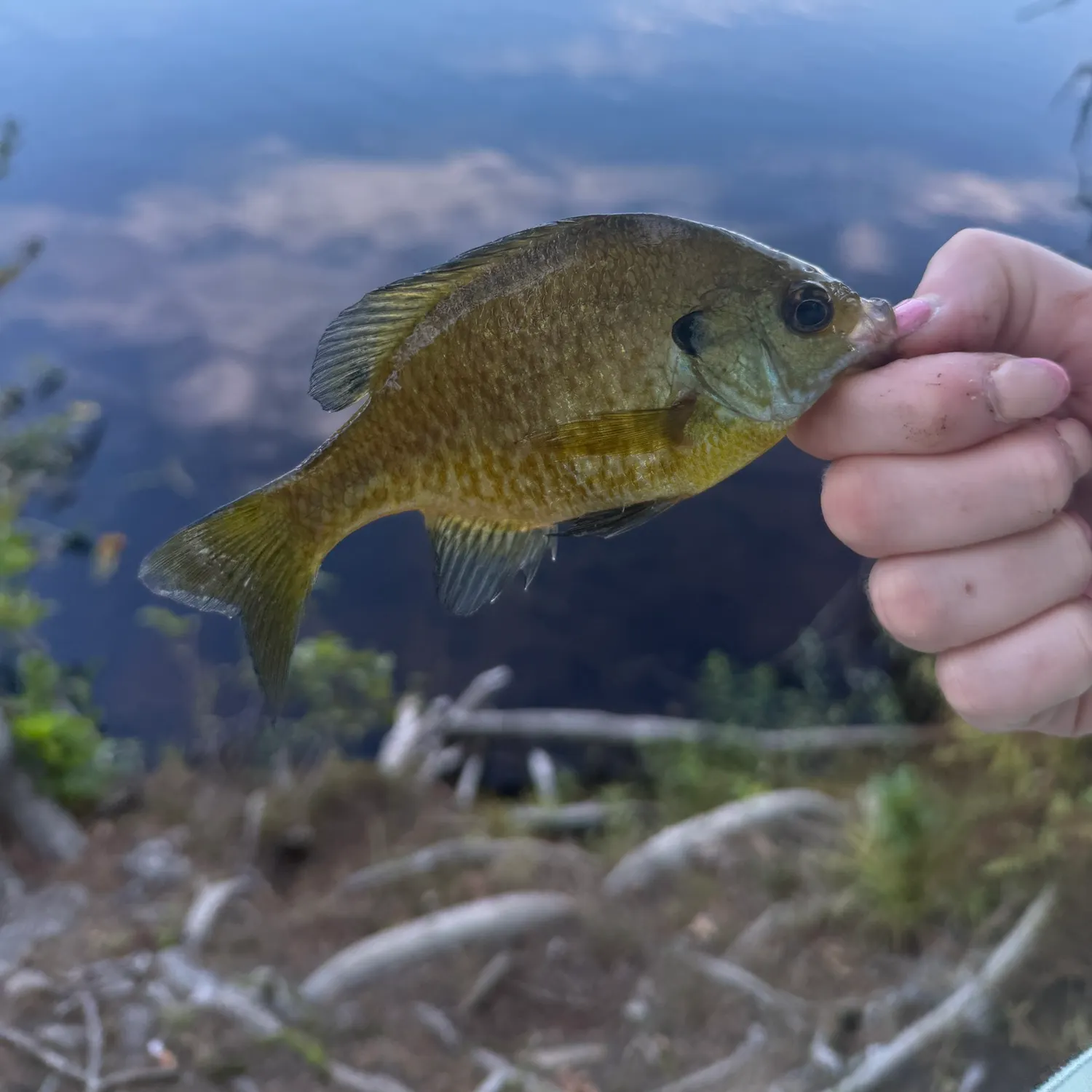 Bluegill caught on Fishbrain