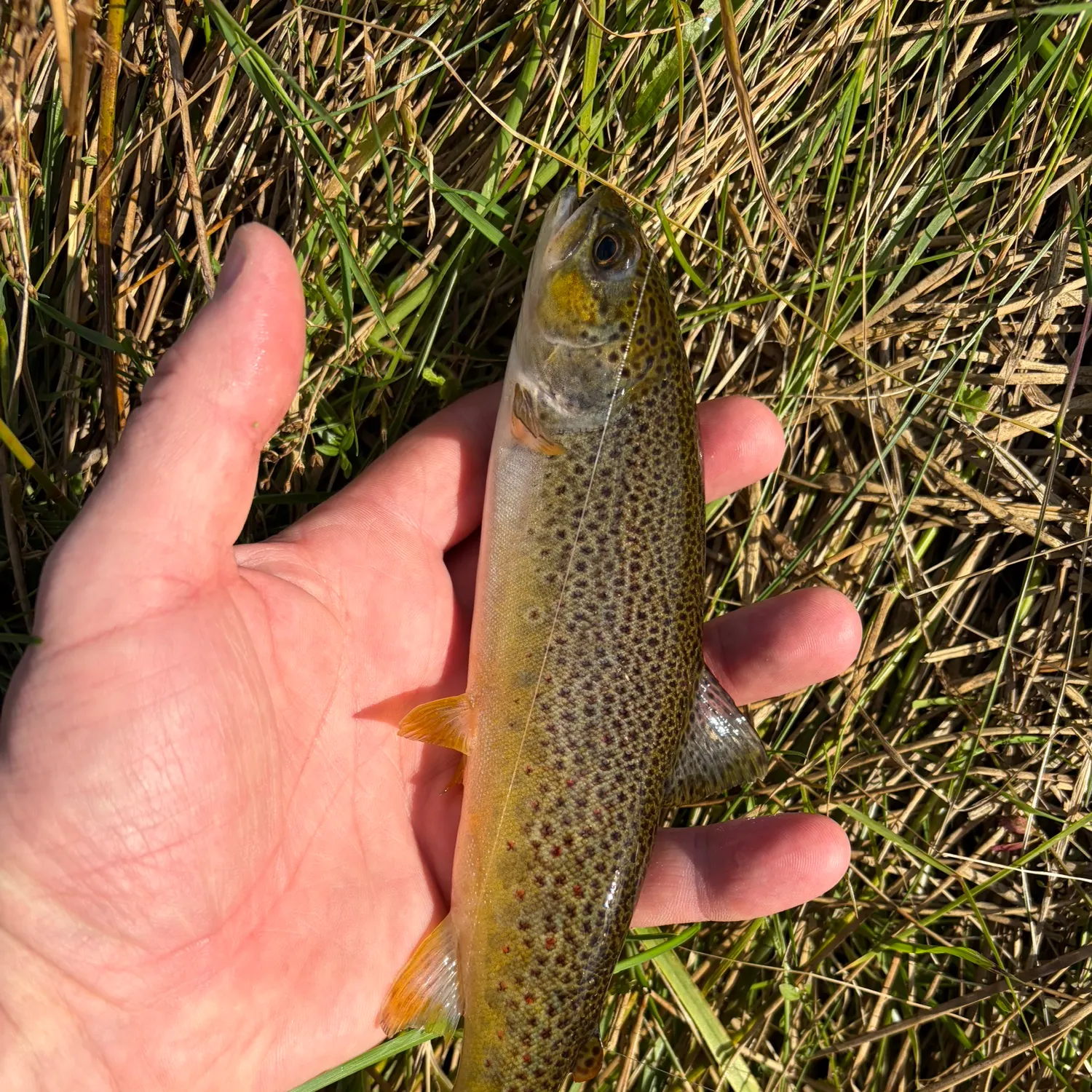 Fish caught on Fishbrain