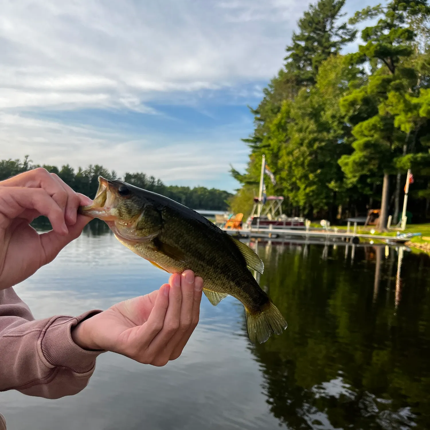 Largemouth bass caught on Fishbrain