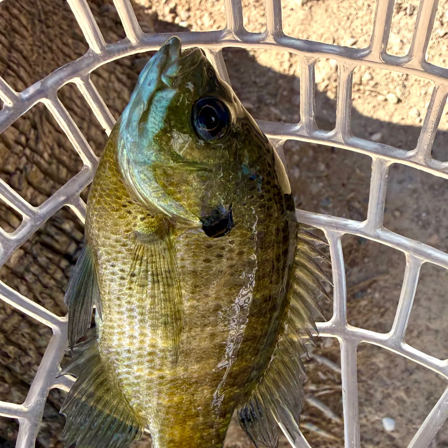 Bluegill caught on Fishbrain
