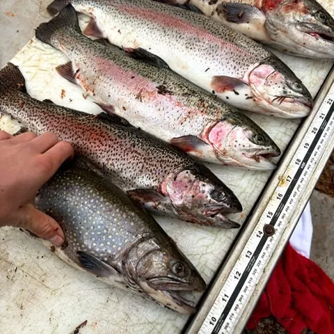 Rainbow trout caught on Fishbrain