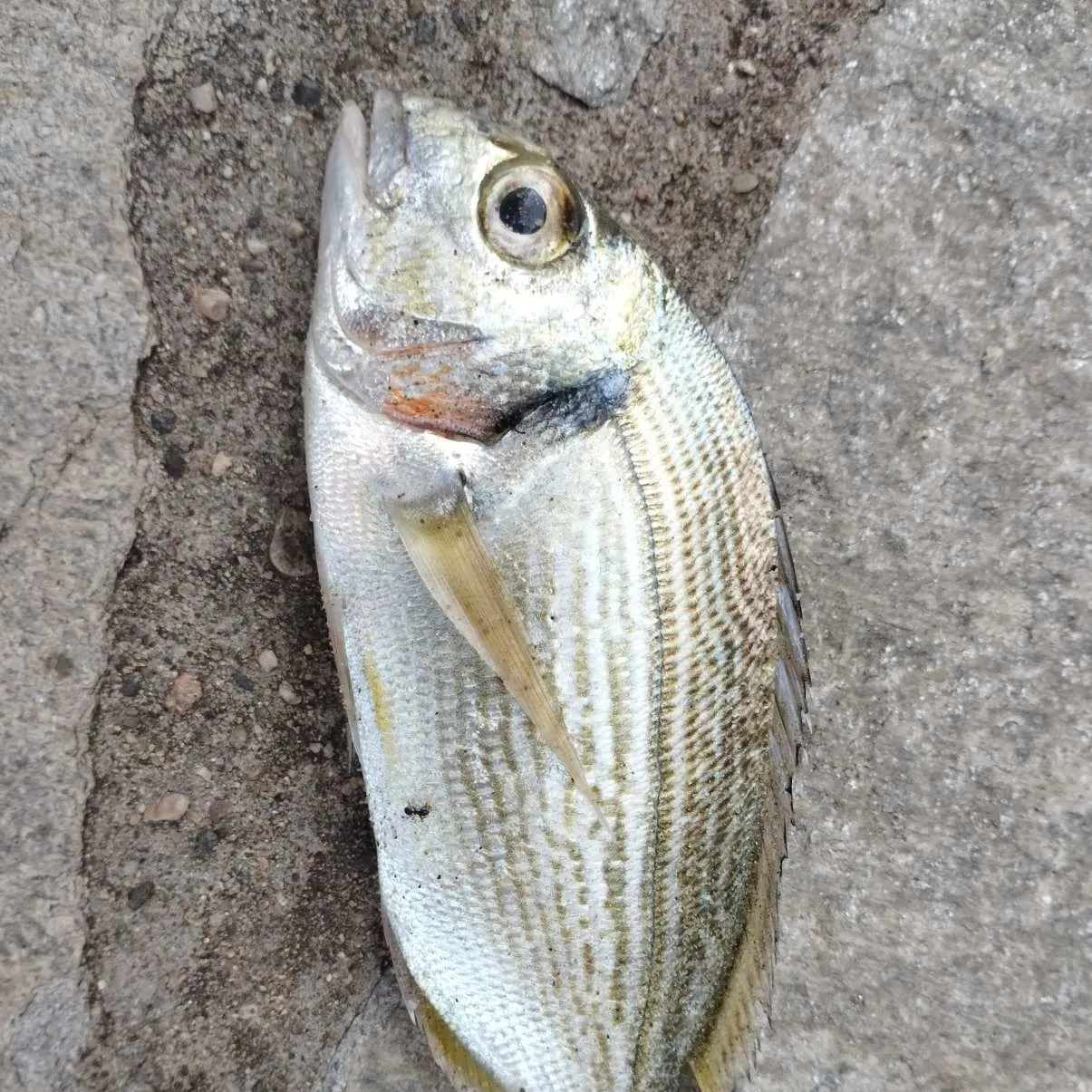 The most recent Gilthead seabream catches on Fishbrain