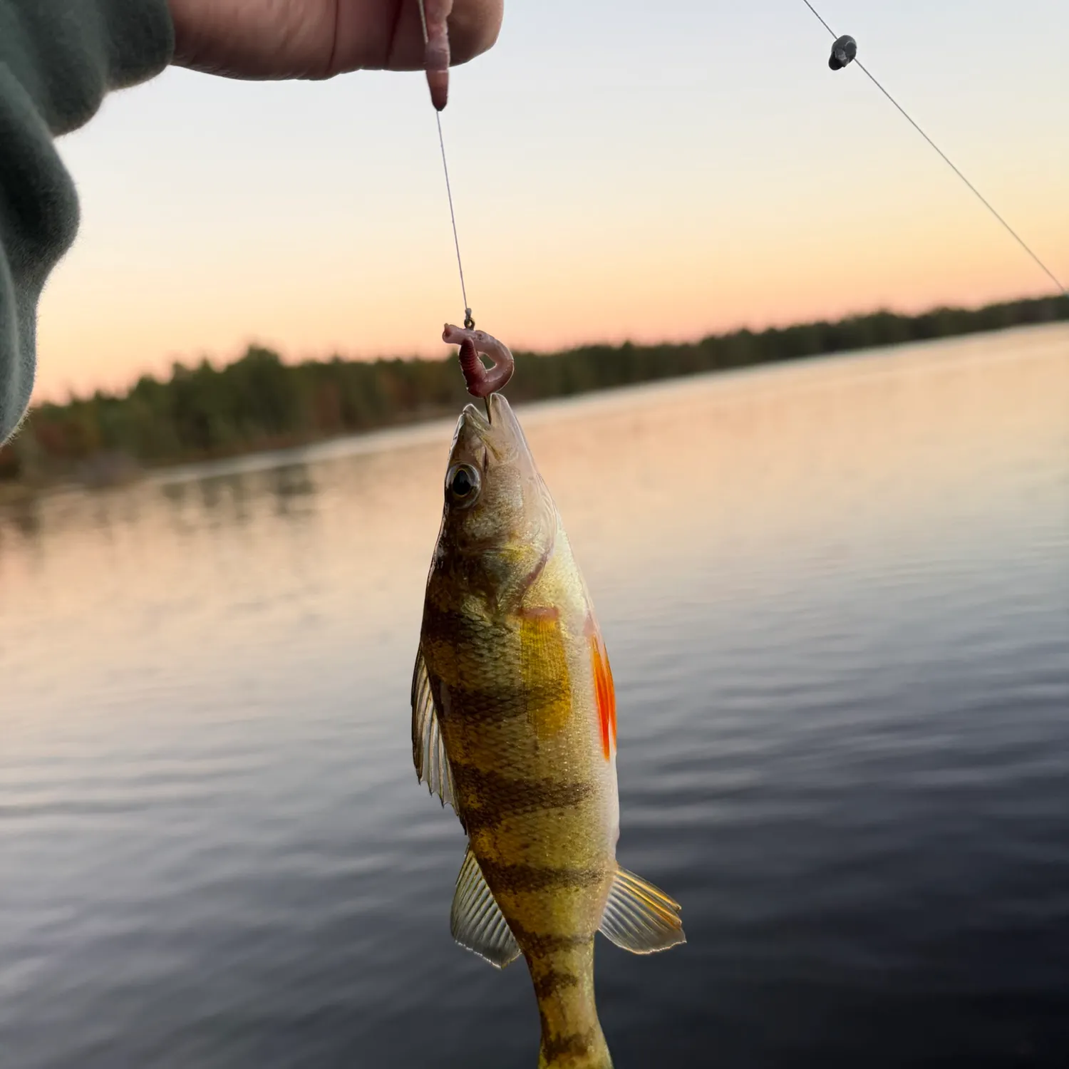 Yellow perch caught on Fishbrain