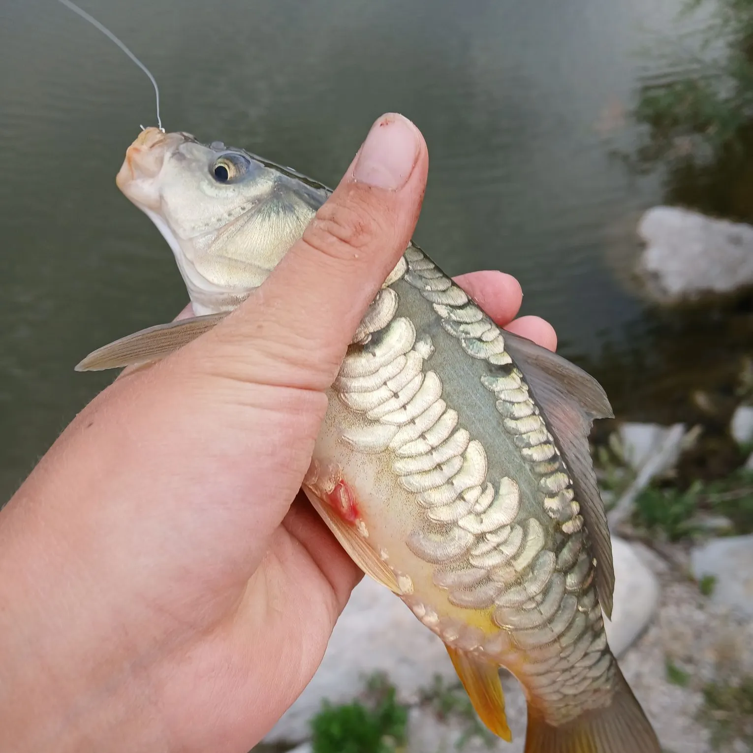 The most recent Mirror carp catches on Fishbrain