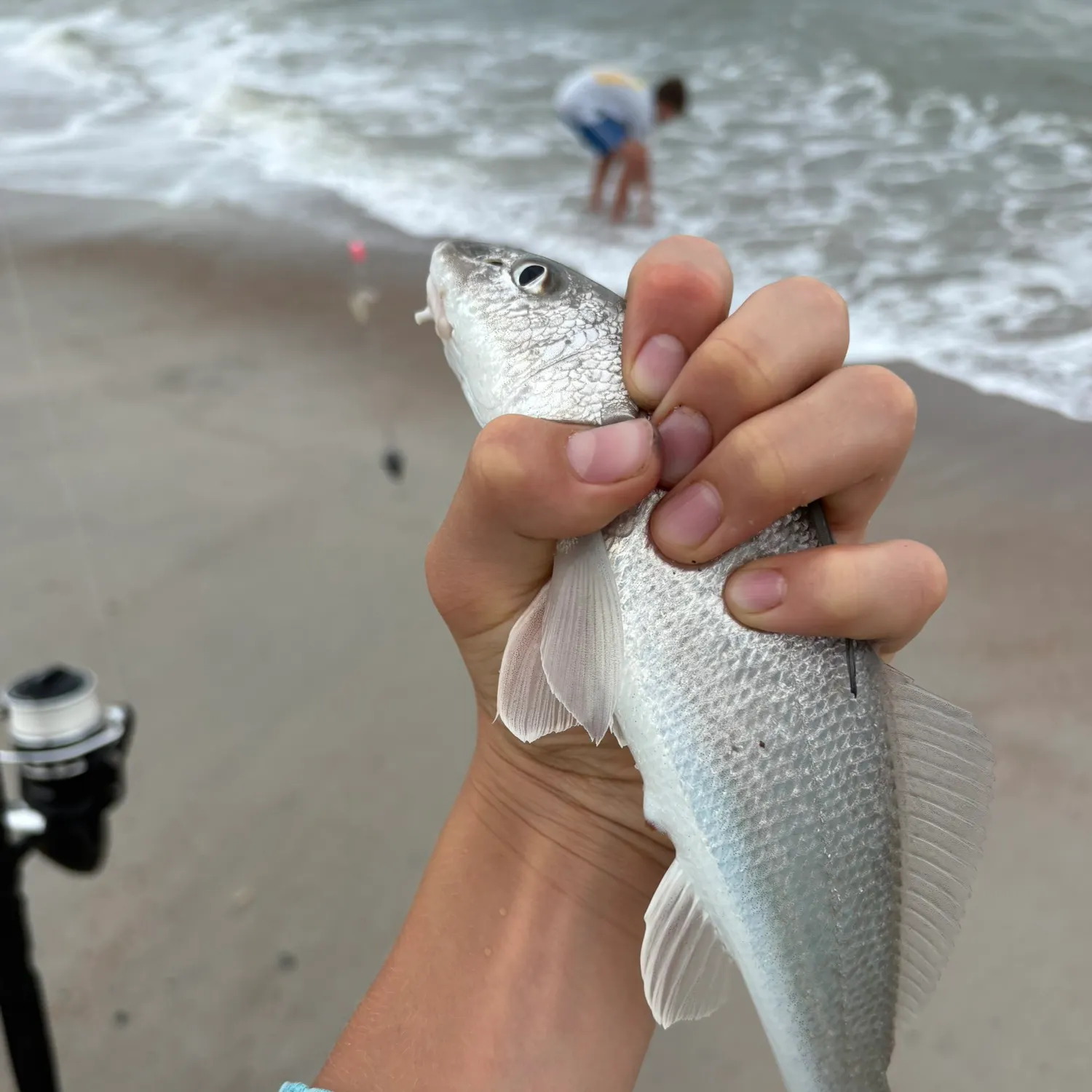 The most recent Southern kingcroaker catches on Fishbrain