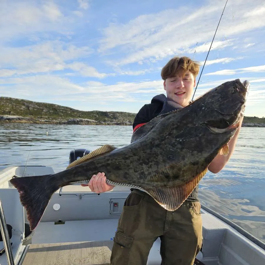 The most recent Atlantic halibut catches on Fishbrain
